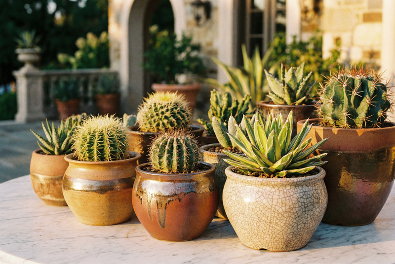 陈美娇含羞草养护教程视频