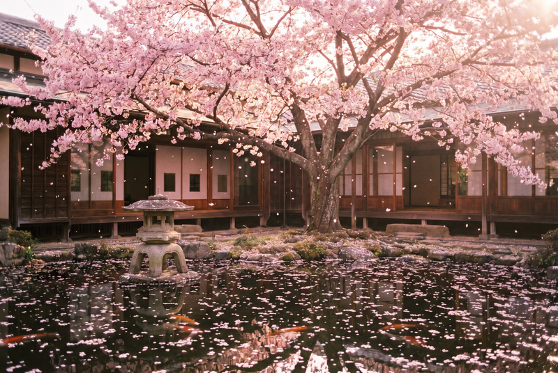 陈美娇精选樱花视频